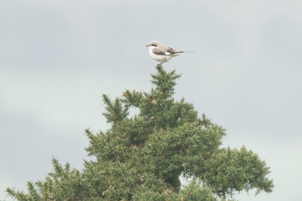 Photo of Lesser Grey Shrike